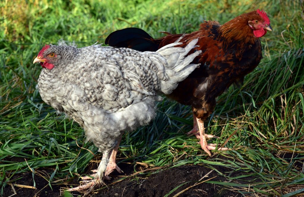 Galinha cinza e galo preto e vermelho, em posições opostas, de costas um para o o outro.