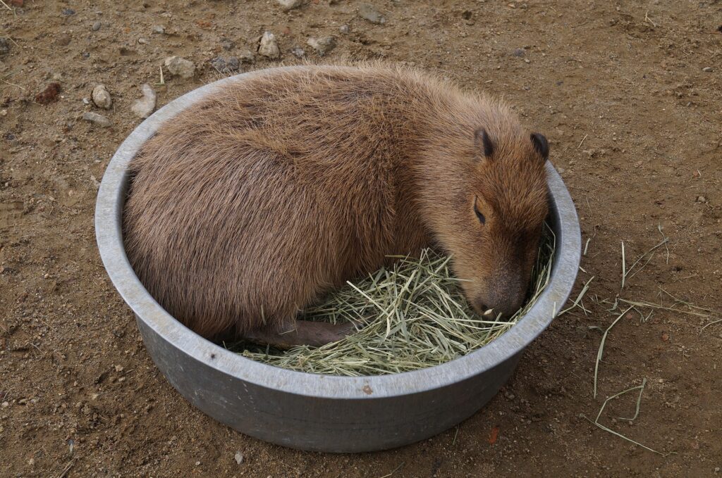 Criação de Capivara